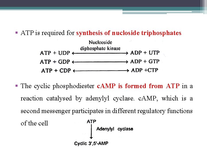 § ATP is required for synthesis of nucloside triphosphates § The cyclic phosphodiester c.