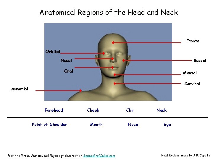 Anatomical Regions of the Head and Neck Frontal Orbital Nasal Buccal Oral Mental Cervical
