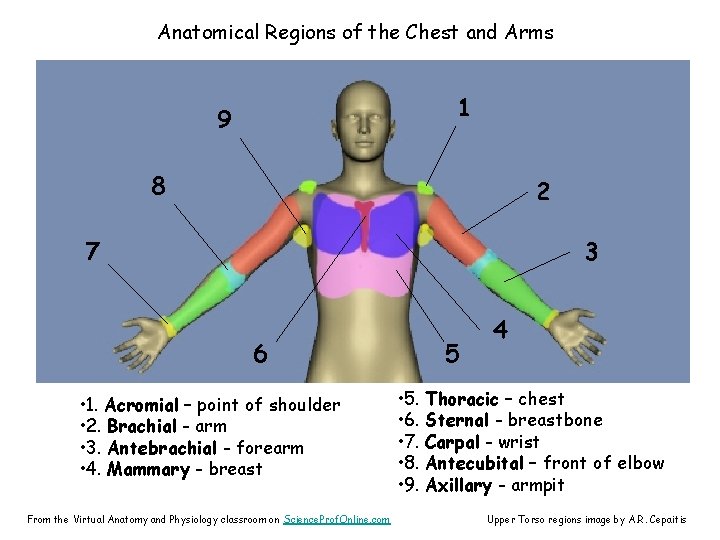 Anatomical Regions of the Chest and Arms 1 9 8 2 7 3 6