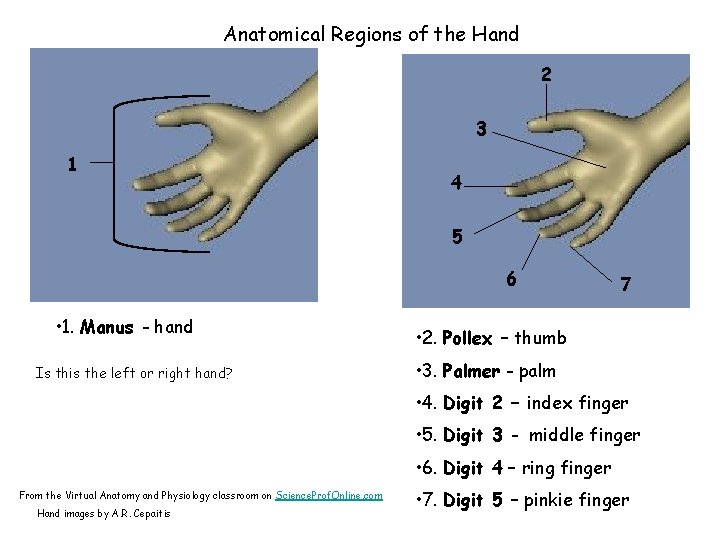 Anatomical Regions of the Hand 2 3 1 4 5 6 • 1. Manus