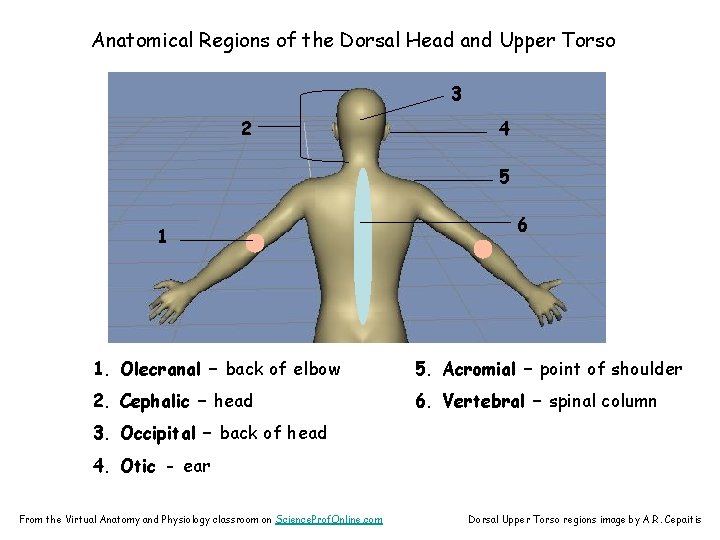 Anatomical Regions of the Dorsal Head and Upper Torso 3 2 4 5 1