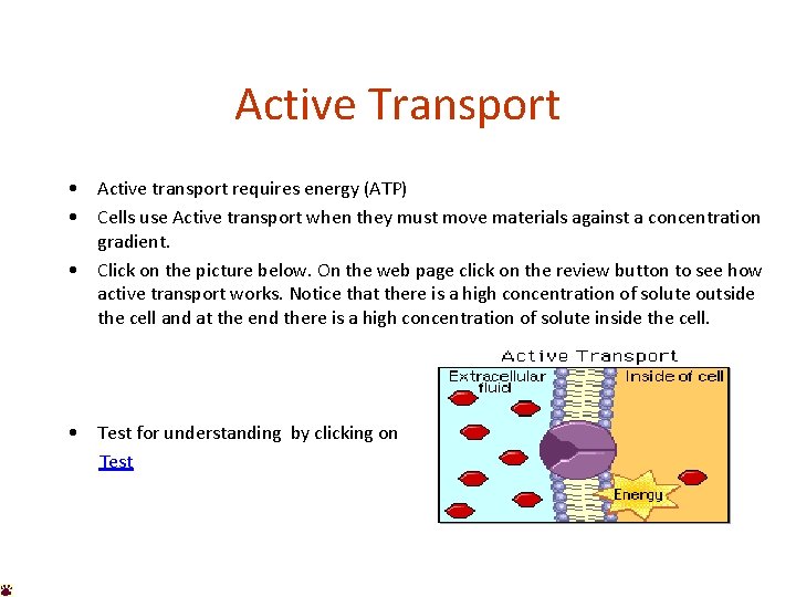 Active Transport • Active transport requires energy (ATP) • Cells use Active transport when