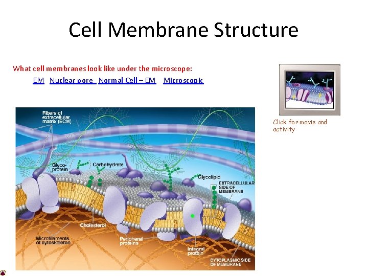 Cell Membrane Structure What cell membranes look like under the microscope: EM Nuclear pore