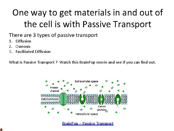 One way to get materials in and out of the cell is with Passive