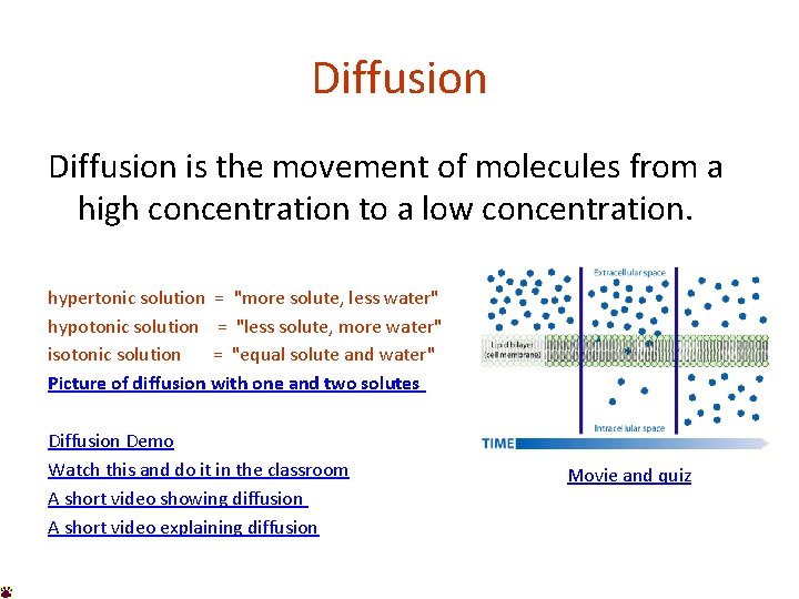 Diffusion is the movement of molecules from a high concentration to a low concentration.