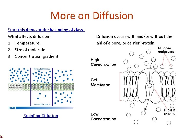 More on Diffusion Start this demo at the beginning of class What affects diffusion: