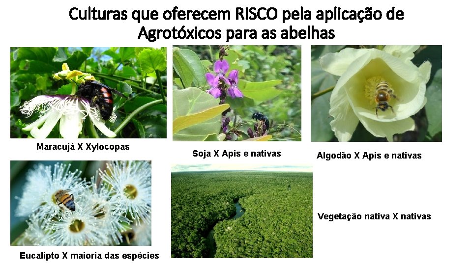 Culturas que oferecem RISCO pela aplicação de Agrotóxicos para as abelhas Maracujá X Xylocopas