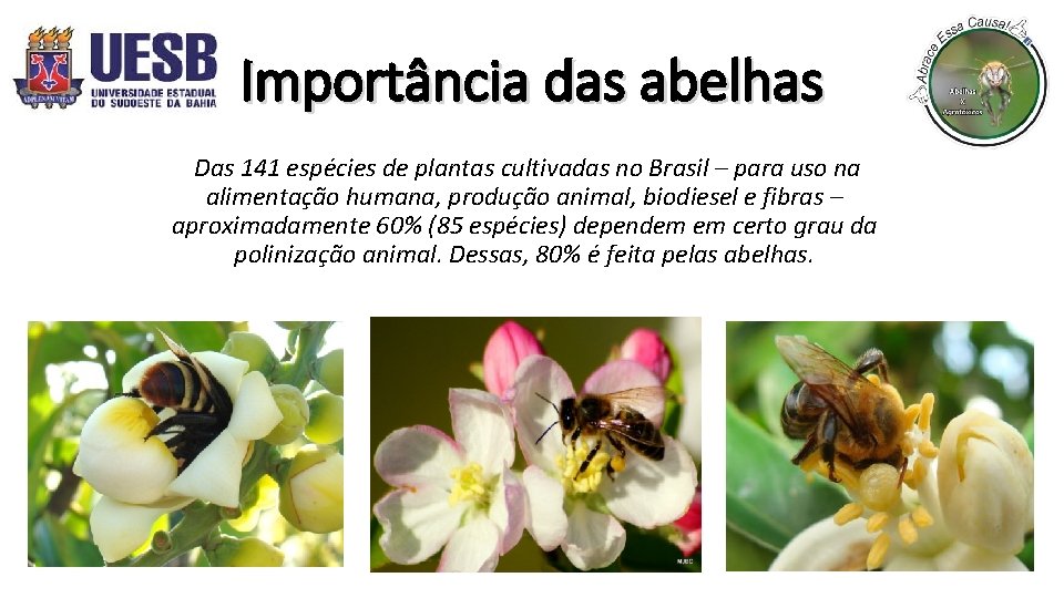 Importância das abelhas Das 141 espécies de plantas cultivadas no Brasil – para uso