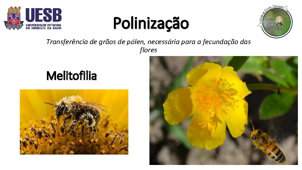 Polinização Transferência de grãos de pólen, necessária para a fecundação das flores Melitofilia 