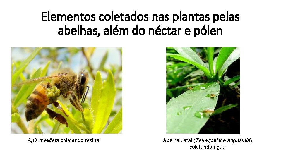 Elementos coletados nas plantas pelas abelhas, além do néctar e pólen Apis mellifera coletando