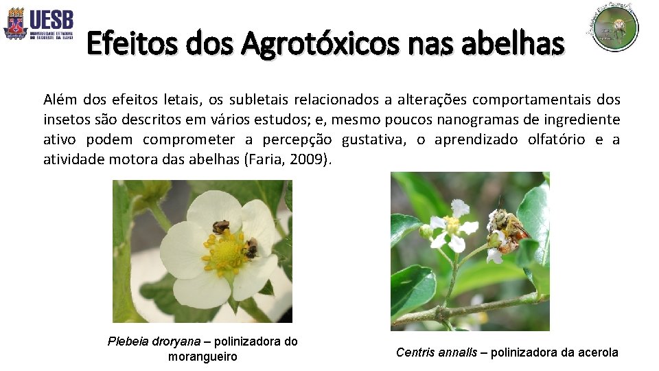 Efeitos dos Agrotóxicos nas abelhas Além dos efeitos letais, os subletais relacionados a alterações