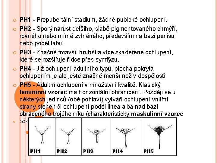  PH 1 - Prepubertální stadium, žádné pubické ochlupení. PH 2 - Sporý nárůst