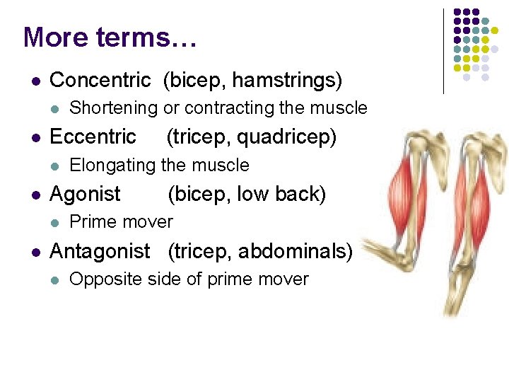 More terms… l Concentric (bicep, hamstrings) l l Eccentric l l (tricep, quadricep) Elongating