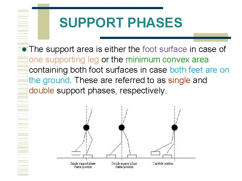 SUPPORT PHASES The support area is either the foot surface in case of one