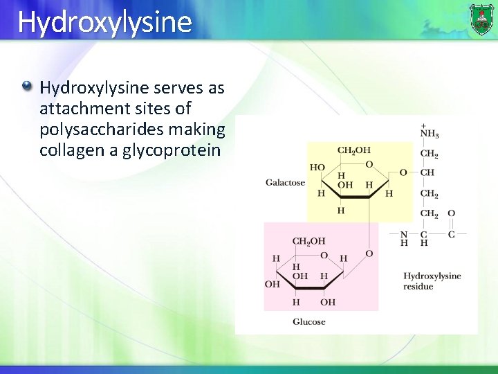 Hydroxylysine serves as attachment sites of polysaccharides making collagen a glycoprotein 