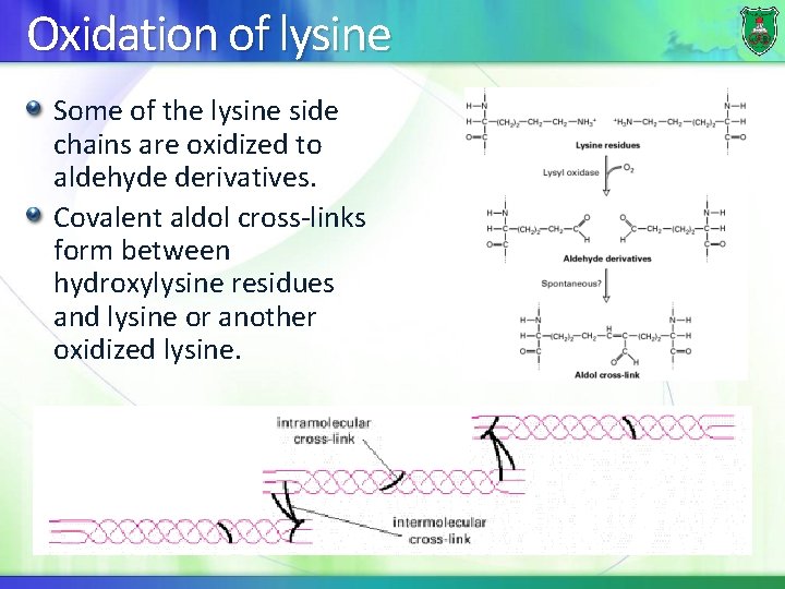 Oxidation of lysine Some of the lysine side chains are oxidized to aldehyde derivatives.