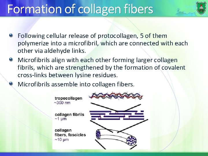 Formation of collagen fibers Following cellular release of protocollagen, 5 of them polymerize into