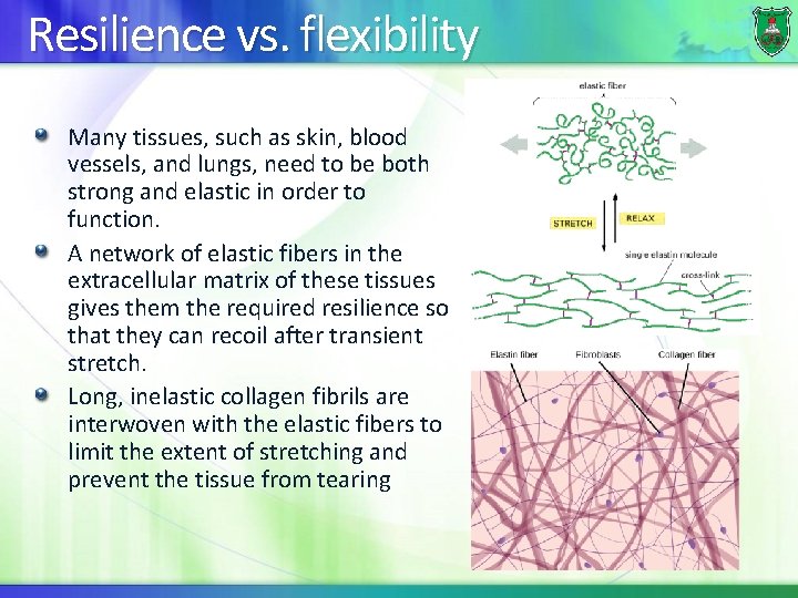 Resilience vs. flexibility Many tissues, such as skin, blood vessels, and lungs, need to