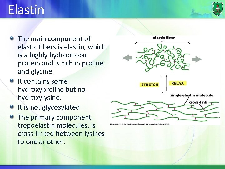Elastin The main component of elastic fibers is elastin, which is a highly hydrophobic