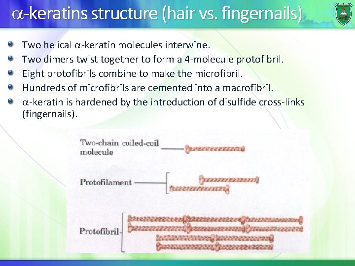  -keratins structure (hair vs. fingernails) Two helical -keratin molecules interwine. Two dimers twist