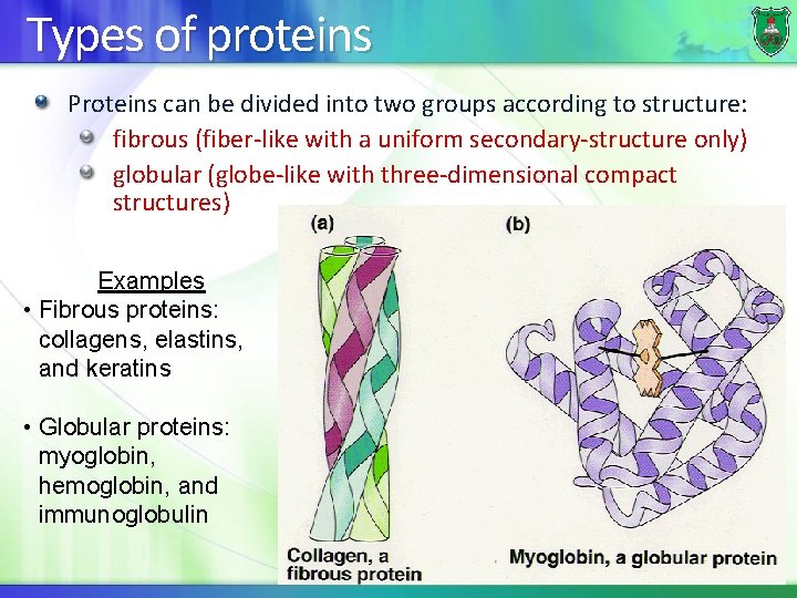 Types of proteins Proteins can be divided into two groups according to structure: fibrous