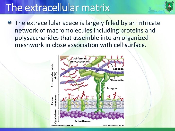 The extracellular matrix The extracellular space is largely filled by an intricate network of