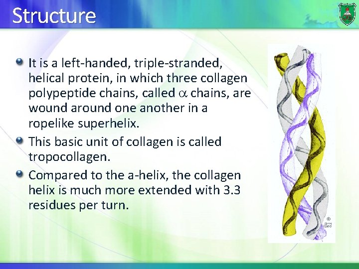 Structure It is a left-handed, triple-stranded, helical protein, in which three collagen polypeptide chains,