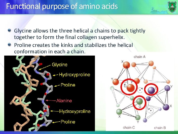 Functional purpose of amino acids Glycine allows the three helical a chains to pack