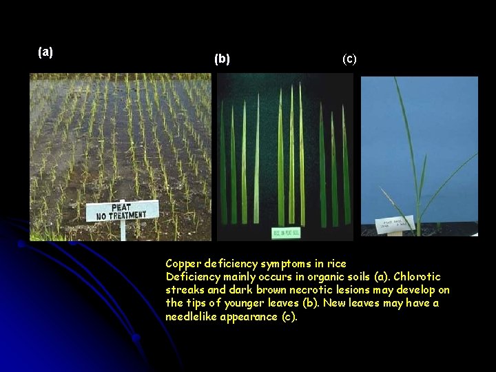 (a) (b) (c) Copper deficiency symptoms in rice Deficiency mainly occurs in organic soils
