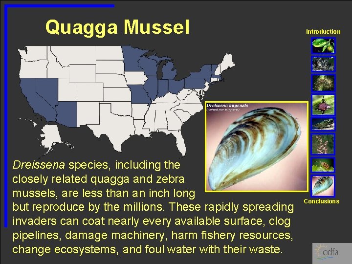 Quagga Mussel Dreissena species, including the closely related quagga and zebra mussels, are less