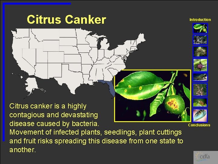 Citrus Canker Citrus canker is a highly contagious and devastating disease caused by bacteria.