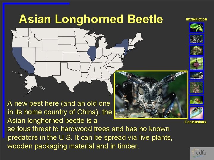 Asian Longhorned Beetle A new pest here (and an old one in its home