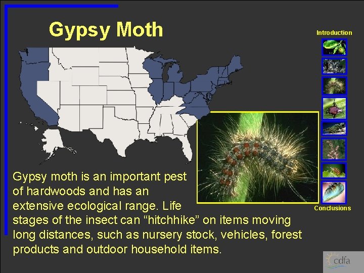 Gypsy Moth Gypsy moth is an important pest of hardwoods and has an extensive