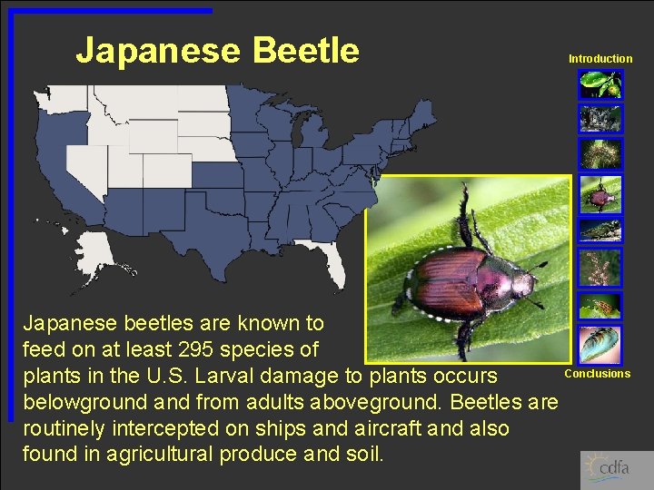 Japanese Beetle Introduction Japanese beetles are known to feed on at least 295 species