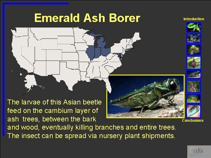 Emerald Ash Borer The larvae of this Asian beetle feed on the cambium layer