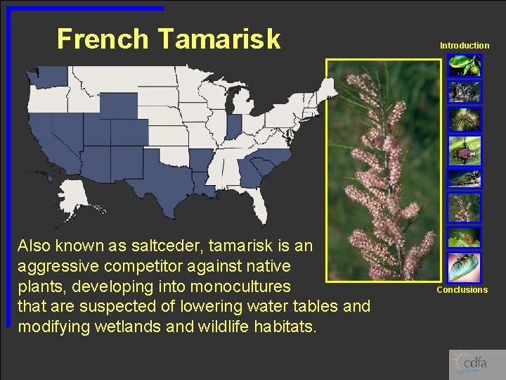 French Tamarisk Also known as saltceder, tamarisk is an aggressive competitor against native plants,