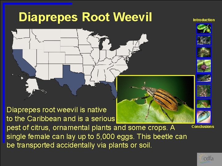 Diaprepes Root Weevil Diaprepes root weevil is native to the Caribbean and is a