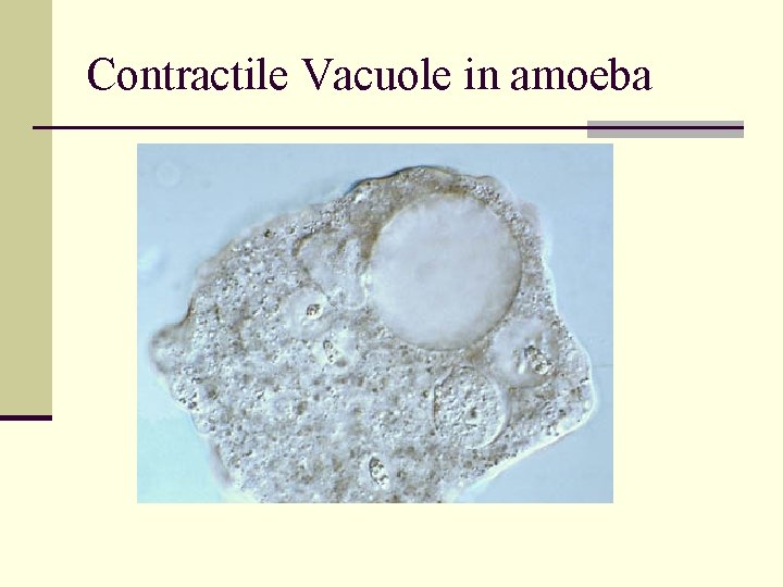 Contractile Vacuole in amoeba 