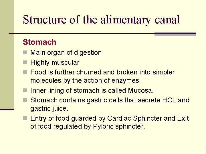 Structure of the alimentary canal Stomach n Main organ of digestion n Highly muscular