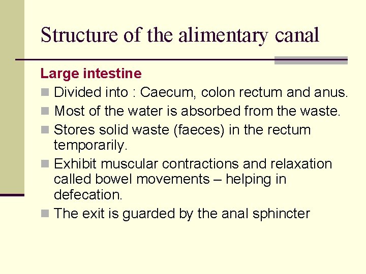 Structure of the alimentary canal Large intestine n Divided into : Caecum, colon rectum