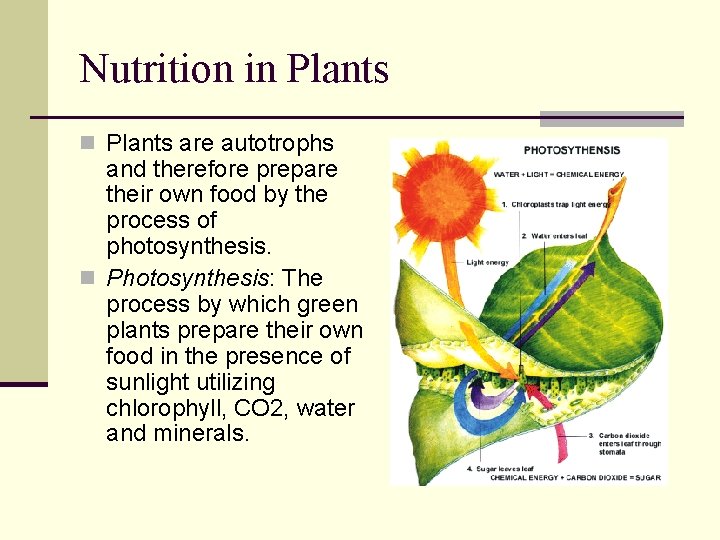 Nutrition in Plants are autotrophs and therefore prepare their own food by the process