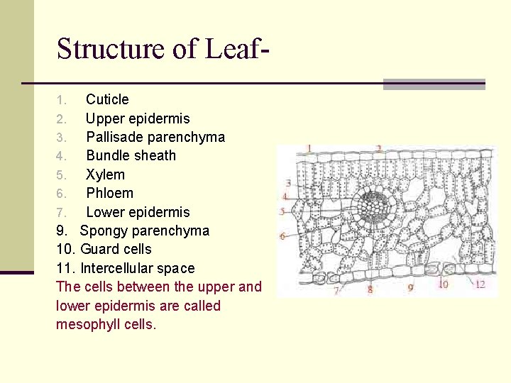 Structure of Leaf. Cuticle Upper epidermis Pallisade parenchyma Bundle sheath Xylem Phloem Lower epidermis