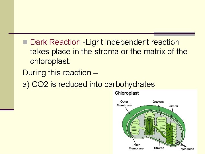 n Dark Reaction -Light independent reaction takes place in the stroma or the matrix