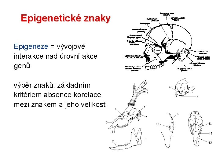 Epigenetické znaky Epigeneze = vývojové interakce nad úrovní akce genů výběr znaků: základním kritériem