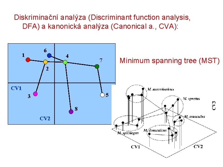 Diskriminační analýza (Discriminant function analysis, DFA) a kanonická analýza (Canonical a. , CVA): 6