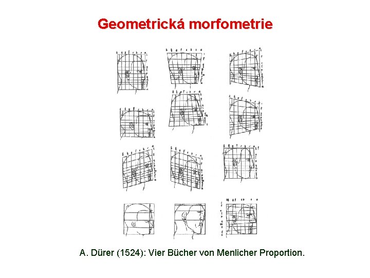 Geometrická morfometrie A. Dürer (1524): Vier Bücher von Menlicher Proportion. 