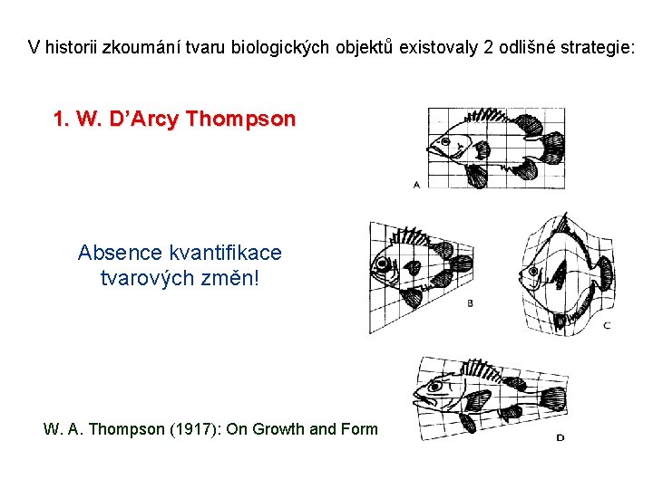 V historii zkoumání tvaru biologických objektů existovaly 2 odlišné strategie: 1. W. D’Arcy Thompson
