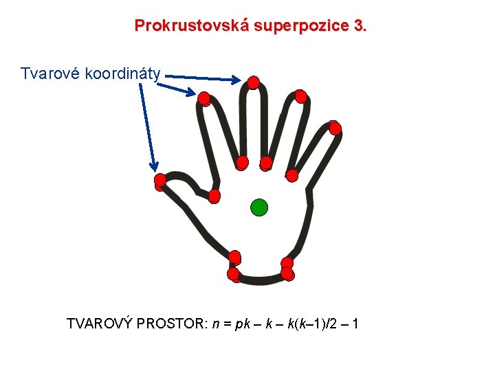 Prokrustovská superpozice 3. Tvarové koordináty TVAROVÝ PROSTOR: n = pk – k(k– 1)/2 –