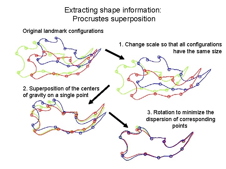 Extracting shape information: Procrustes superposition Original landmark configurations 1. Change scale so that all