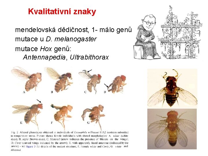 Kvalitativní znaky mendelovská dědičnost, 1 - málo genů mutace u D. melanogaster mutace Hox